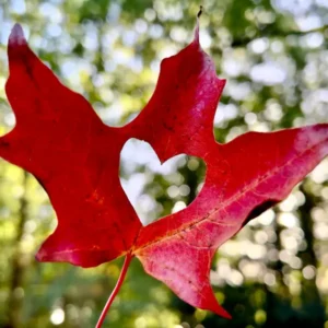 Fotografie Cursus - Herfst & Winter