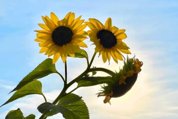 Foto van zonnebloemen tegen blauwe lucht
