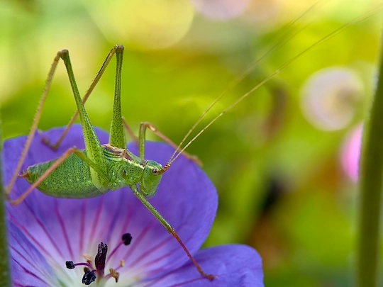 macro foto smartphone camera