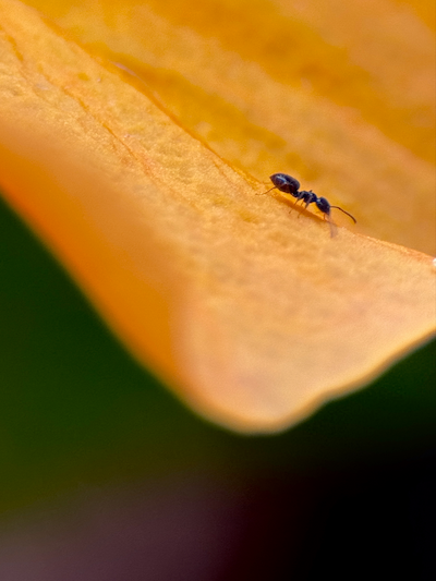 macro lens miet