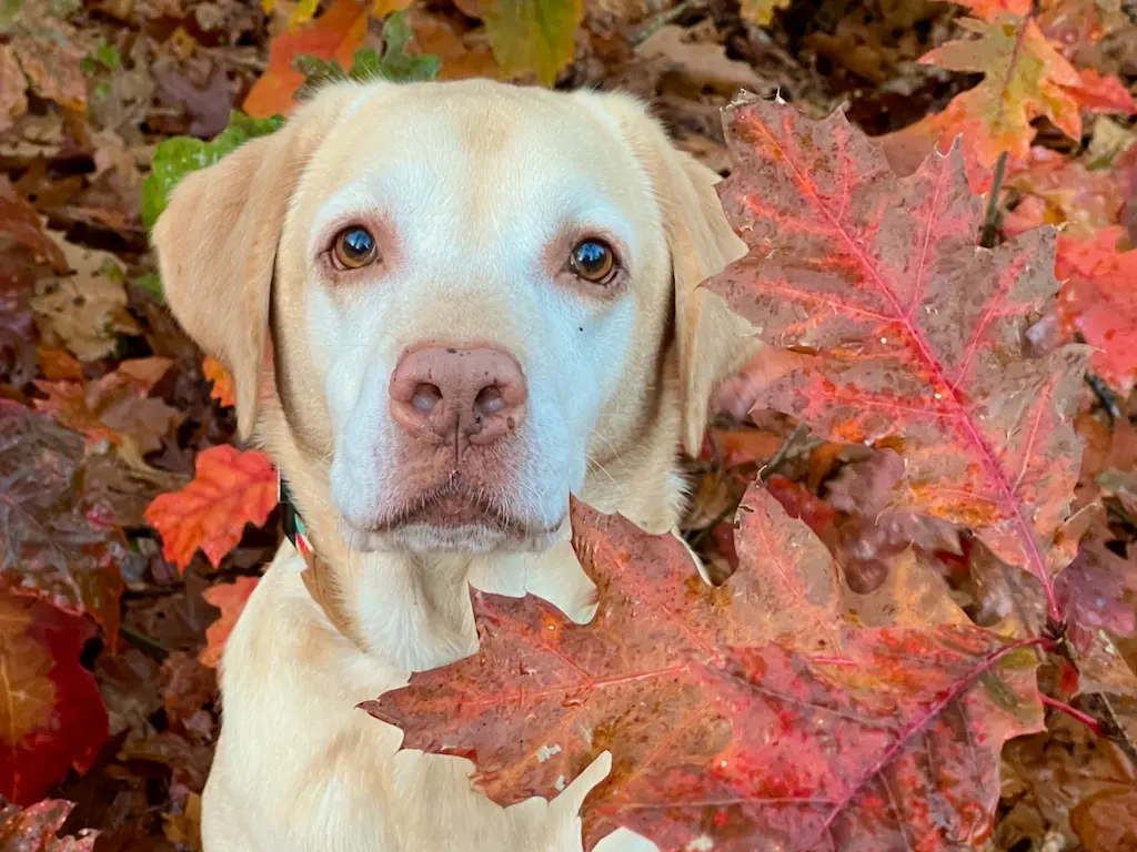 herfst fotografie tips