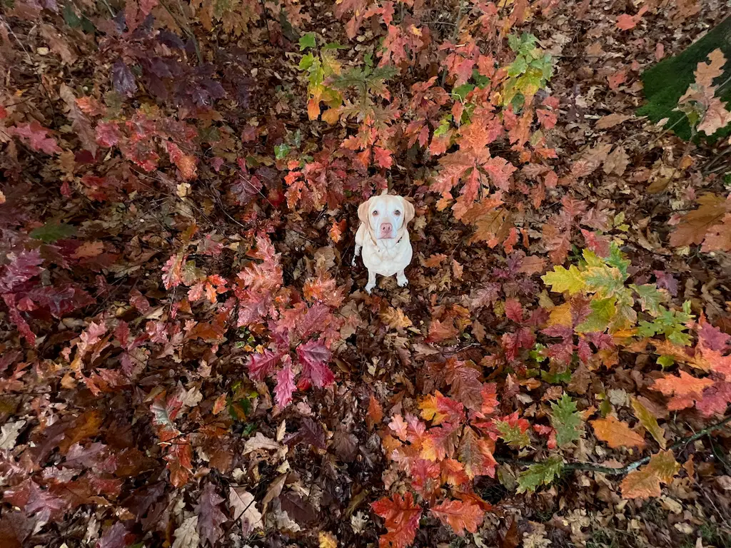 herfst fotograferen met een ultra groothoeklens
