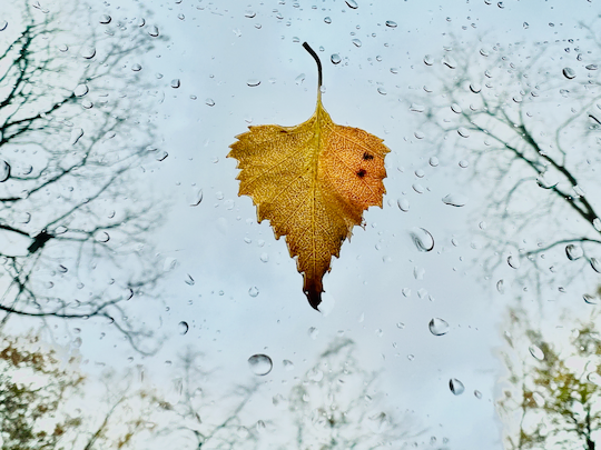 herfst fotografie tips