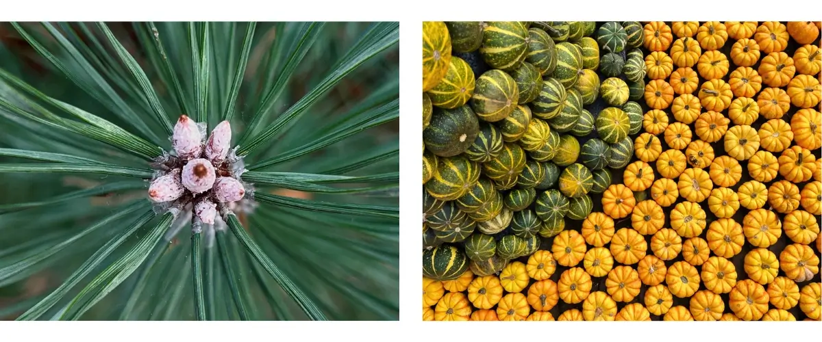 herfst fotografie tips
