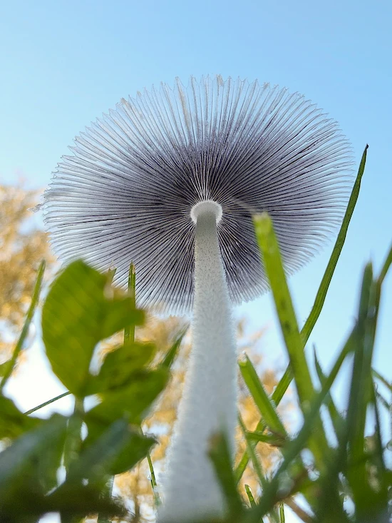 witbalans instellen paddenstoelen herfst fotograferen