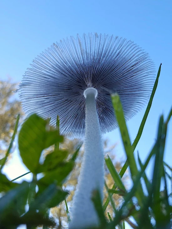 witbalans instellen paddenstoelen herfst fotograferen