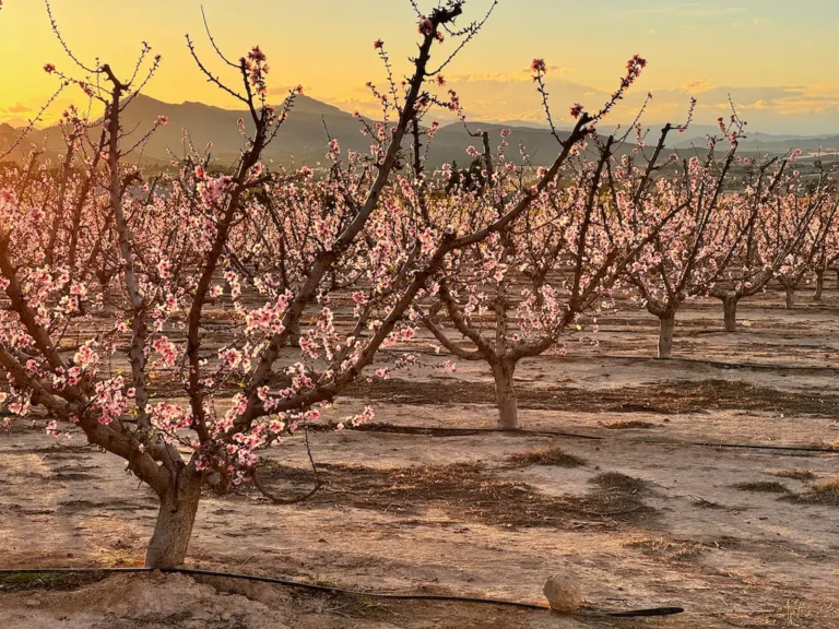 Bloesem en fruitbomen fotograferen met de smartphone